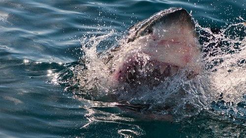 When Sharks Attack Season 3 Episode 1 - Cape Jaws