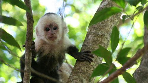 Nature Season 27 Episode 2 - Clever Monkeys