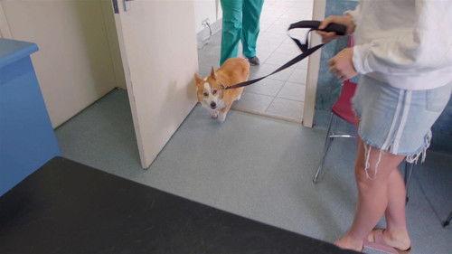 Bondi Vet: Coast to Coast Season 1 Episode 9 - Party Animal