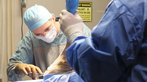 Heartland Docs, DVM Season 3 Episode 3 - The Eagle Has Landed