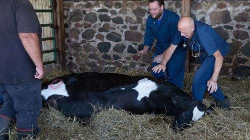 The Incredible Dr. Pol Season 5 Episode 6 - Barking Bad