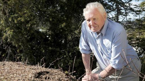 Natural World Season 37 Episode 8 - Attenborough and the Empire of the Ants
