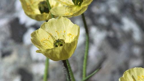 Frozen Planet Season 1 Episode 2 - Spring