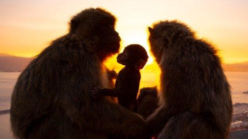 Seven Worlds, One Planet Season 1 Episode 5 - Europe