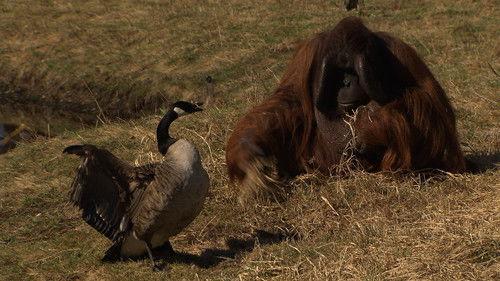 Dyrepasserne Season 5 Episode 12 - Episode 12