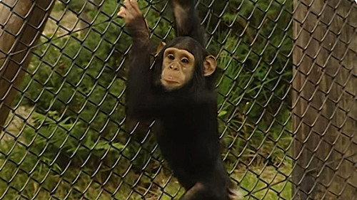 Monkey Business Season 6 Episode 8 - Episode 8