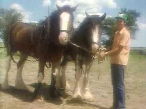 The Littlest Hobo Season 1 Episode 5 - Double Trouble