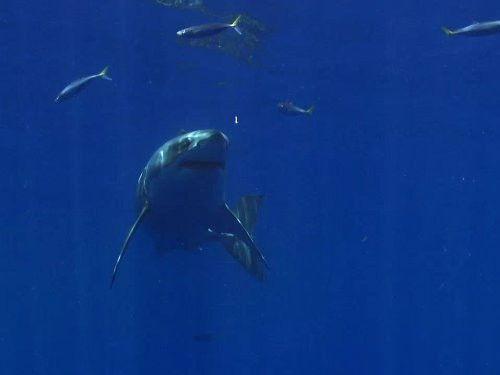 Great Migrations Season 1 Episode 6 - Behind the Scenes