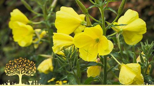 Gardeners' World Season 54 Episode 19 - Episode 19