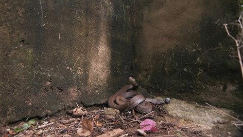 Snake City Season 5 Episode 4 - Tunnel of Doom