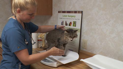 The Incredible Dr. Pol Season 17 Episode 5 - A Meow-tain of Cases