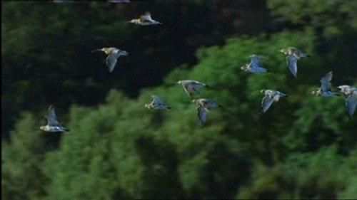Natural World Season 24 Episode 2 - Eagle Island