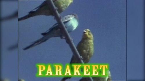 Beakman's World Season 4 Episode 14 - Chimps, Beakmania & Eye Exams