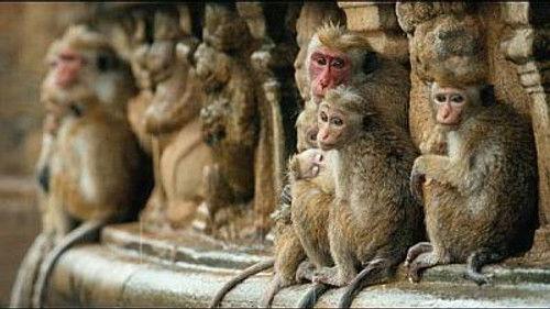 Natural World Season 18 Episode 6 - The Temple Troop