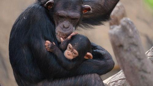 Dyrepasserne Season 12 Episode 13 - Episode 13