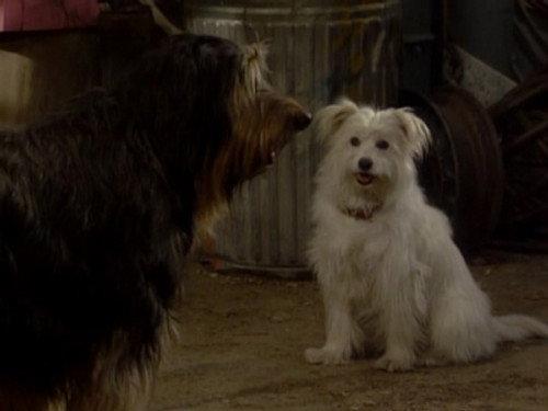 undefined Season 5 Episode 14 - Look Who's Barking