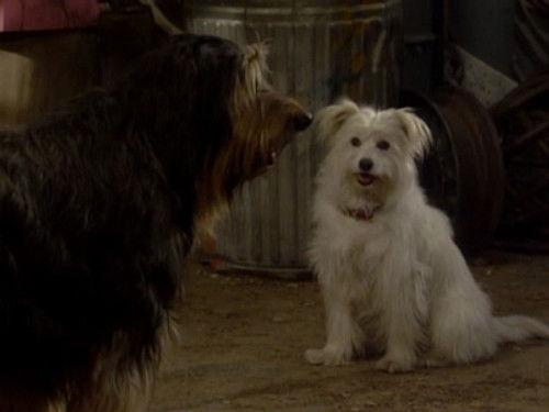Married... with Children Season 5 Episode 14 - Look Who's Barking