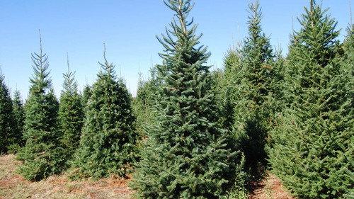 How Do They Do It? Season 13 Episode 20 - Armored Cars, Christmas Trees