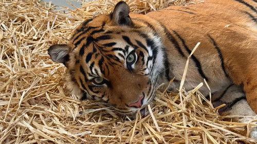 Taronga: Who's Who in the Zoo Season 6 Episode 8 - It's Tiger Time