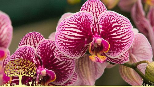 Gardeners' World Season 55 Episode 10 - Episode 10