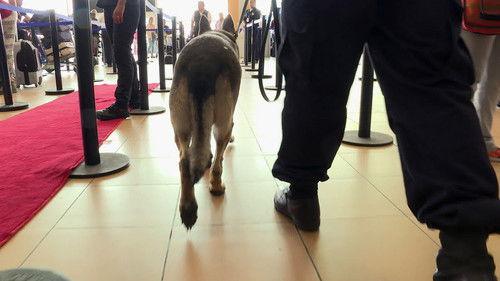 To Catch a Smuggler Season 3 Episode 13 - Grandmas Goodies