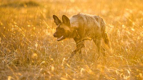 The Hunt Season 1 Episode 7 - Living with Predators (Conservation)