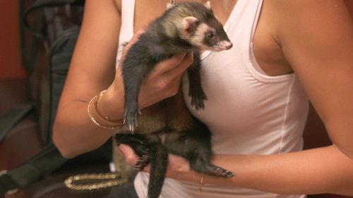 Dr. K's Exotic Animal ER Season 5 Episode 7 - My Ferret Ate What?