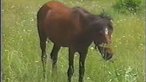 Djekna Hasn't Died Yet, and We Don't Know When Will She Season 1 Episode 2 - Horse Of Inferior Quality