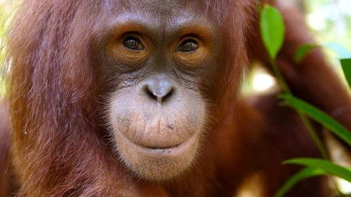 Natural World Season 33 Episode 6 - Orangutans: The Great Ape Escape