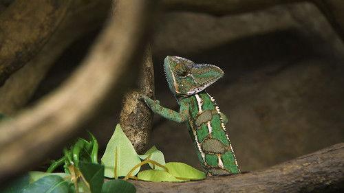 Dyrepasserne Season 9 Episode 14 - Episode 14