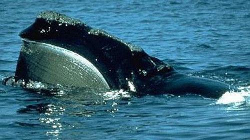 Natural World Season 18 Episode 1 - Riddle of the Right Whale