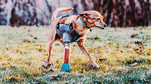 The Wizard of Paws Season 7 Episode 3 - Buddy the Chihuahua