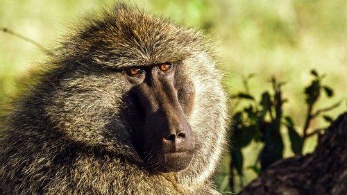 Serengeti Season 1 Episode 5 - Exodus