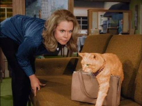 undefined Season 2 Episode 35 - The Catnapper