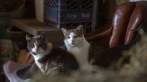 The Incredible Dr. Pol Season 3 Episode 6 - Cat in the H.A.T.S