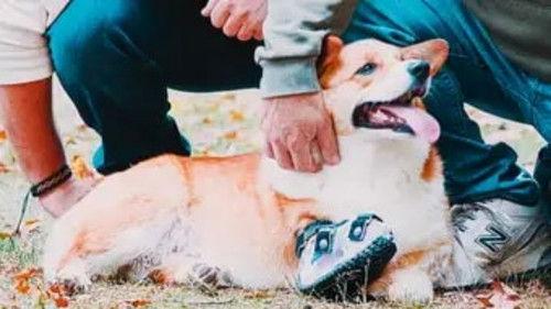 The Wizard of Paws Season 6 Episode 2 - Ollie, Ollie, Running free!