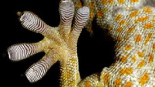 Nature Tech Season 1 Episode 1 - Magic of Motion