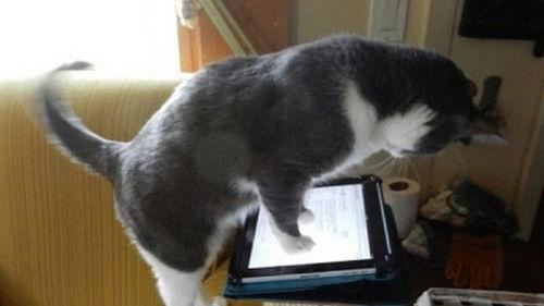 My Cat from Hell Season 5 Episode 7 - 911, My Cat’s Holding Me Hostage!