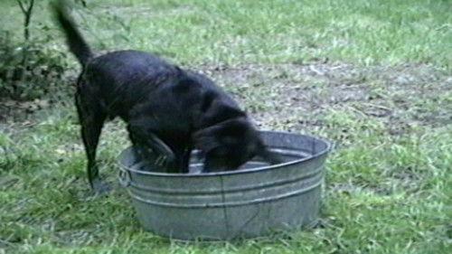 Funniest Pets & People Season 3 Episode 4 - Play Time