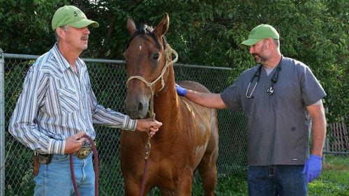 Heartland Docs, DVM Season 3 Episode 4 - The Cat's Meow