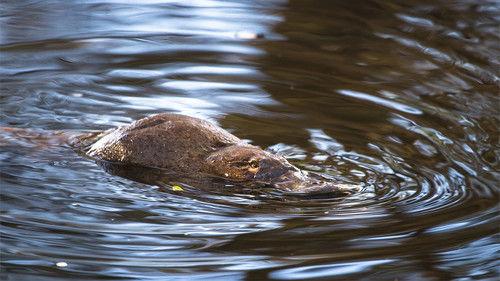 Australia Remastered Season 3 Episode 6 - Tasmania