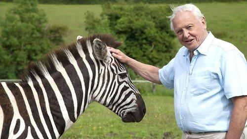 David Attenborough's Natural Curiosities Season 1 Episode 5 - Seeing the Pattern