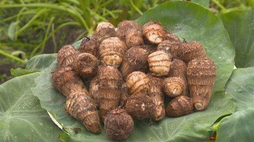 Trails to Oishii Tokyo Season 2 Episode 14 - SATO-IMO