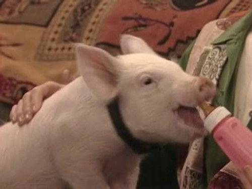 Boy Meets World Season 3 Episode 6 - This Little Piggy