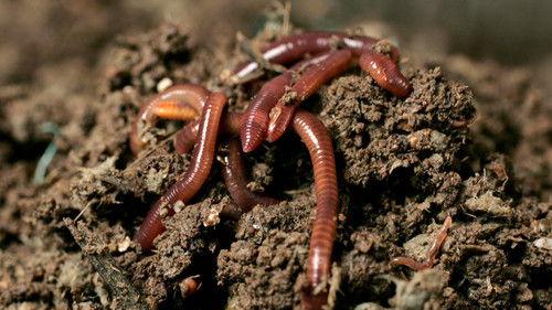 Löwenzahn Season 6 Episode 2 - Episode 2