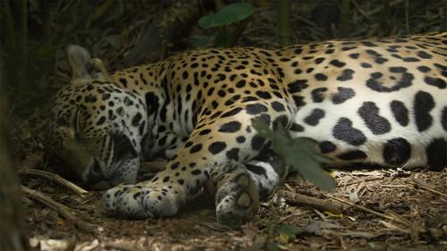 Nature Season 44 Episode 4 - Jaguar Beach