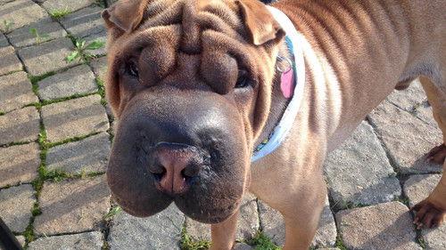 Couple with Dog Season 1 Episode 8 - Episode 8