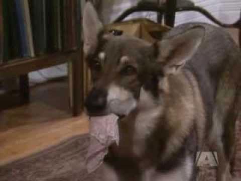The Littlest Hobo Season 1 Episode 13 - Big Al and Sam Strawberry