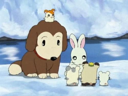 Hamtaro Season 1 Episode 30 - Brandy's Big Race