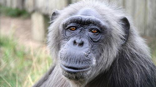 Rescued Chimpanzees of the Congo with Jane Goodall Season 1 Episode 1 - Building the Dream